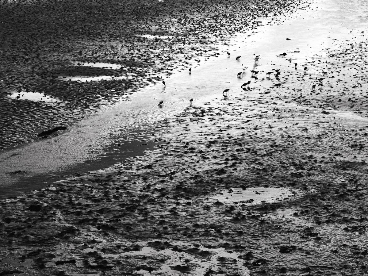 birds on sand