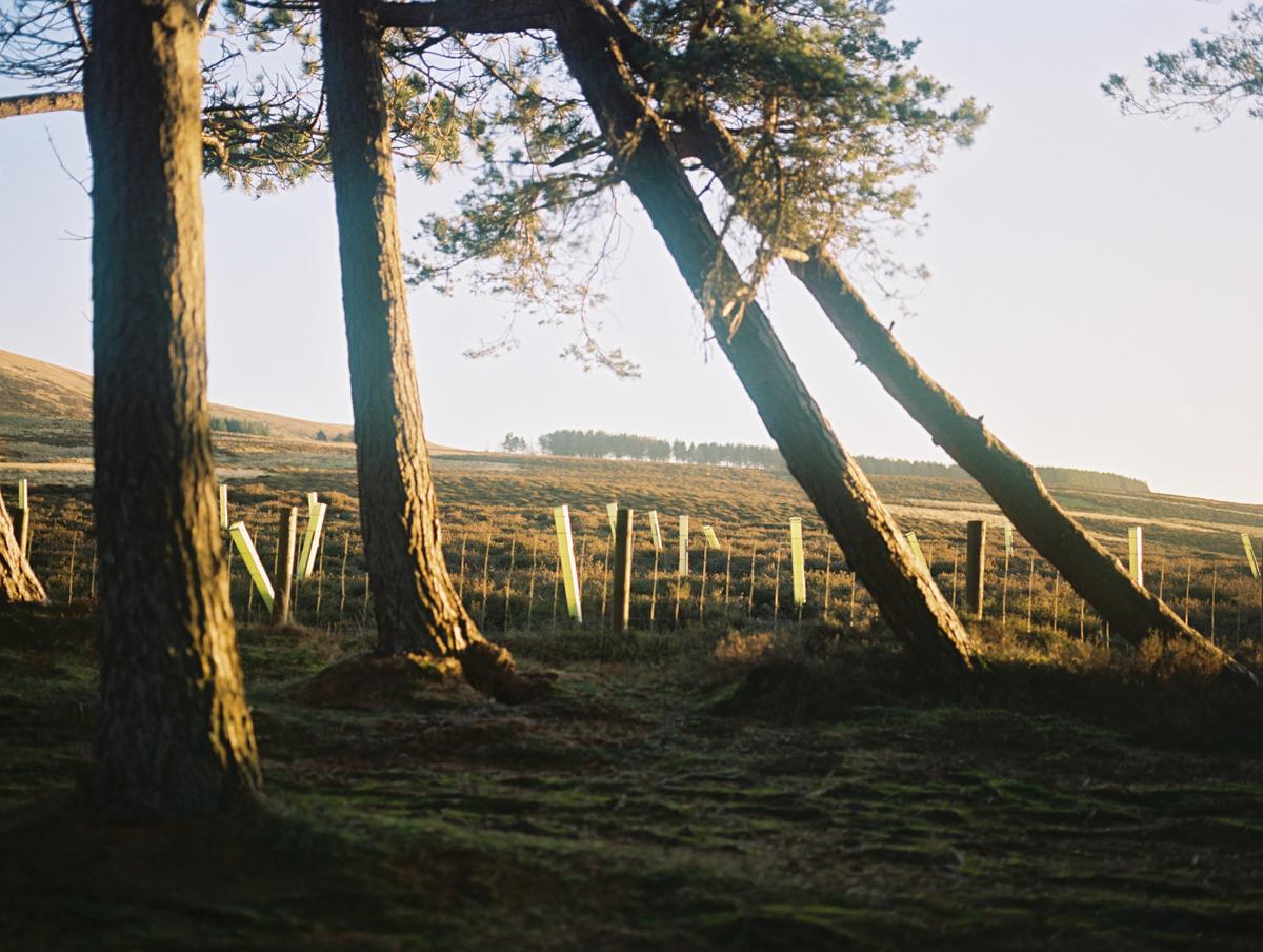 leaning trees